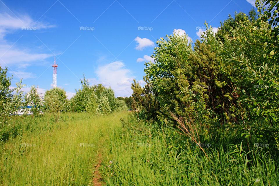 Summer landscape