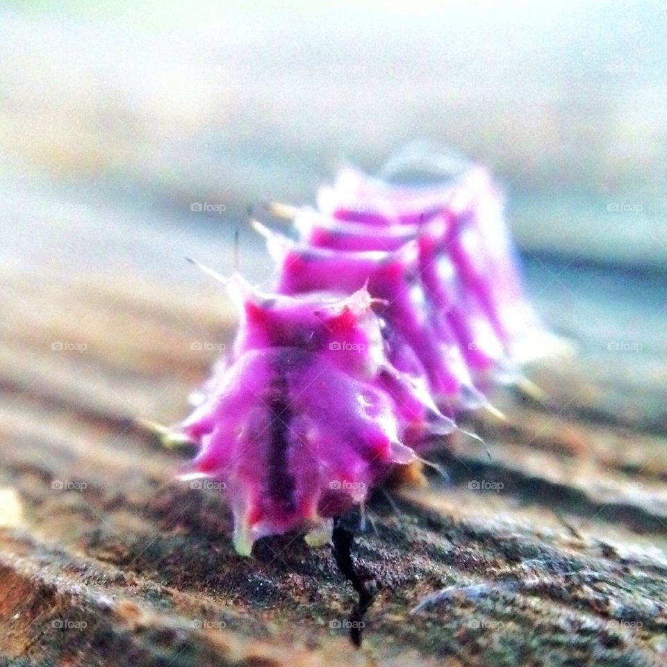 Purple Caterpillar