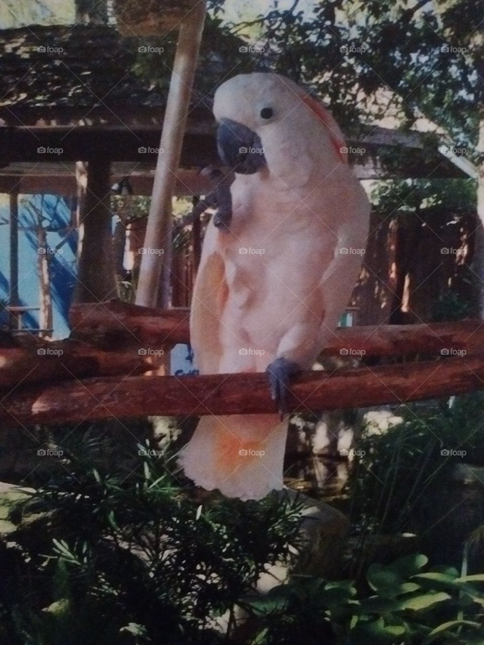 Exotic Parrot