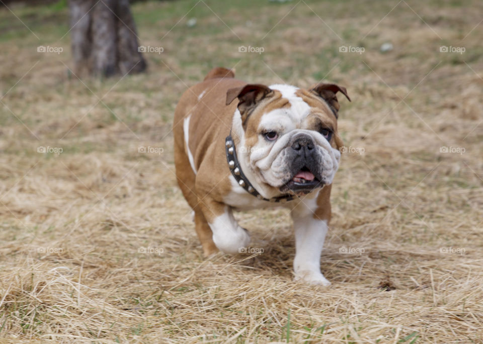 Old English bulldog running towards you tongue outside playing charging dog collar with nails looking happy angry