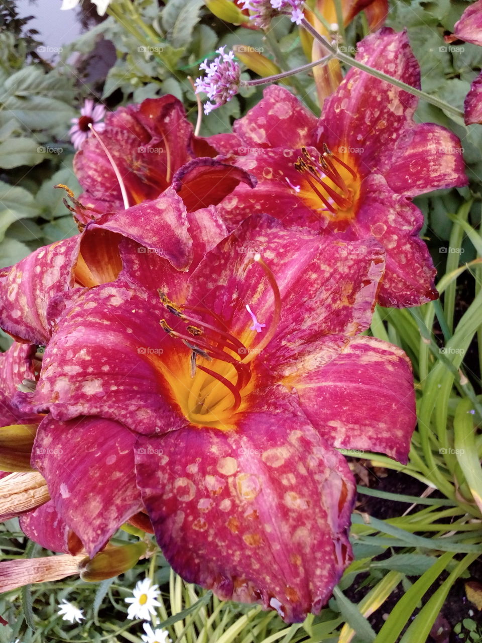 beautiful flowers in summer time