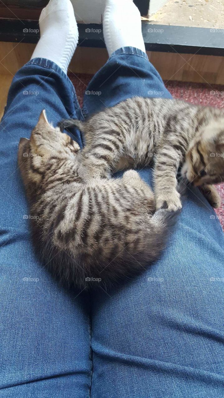 Cat, Mammal, One, Pet, Cute