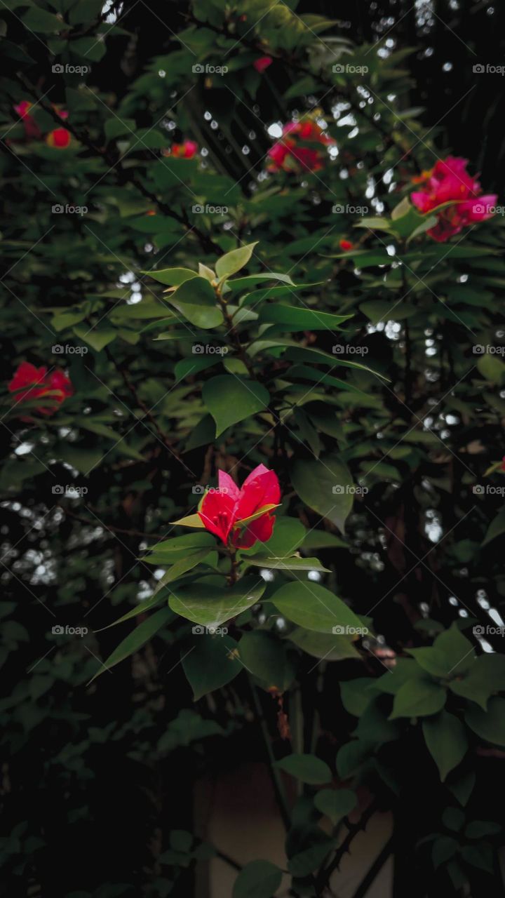 bougainvillea glabra genus