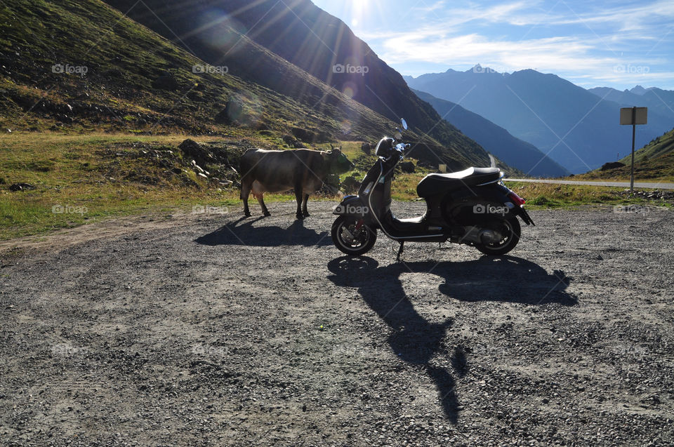 sun mountains cow vespa by berry