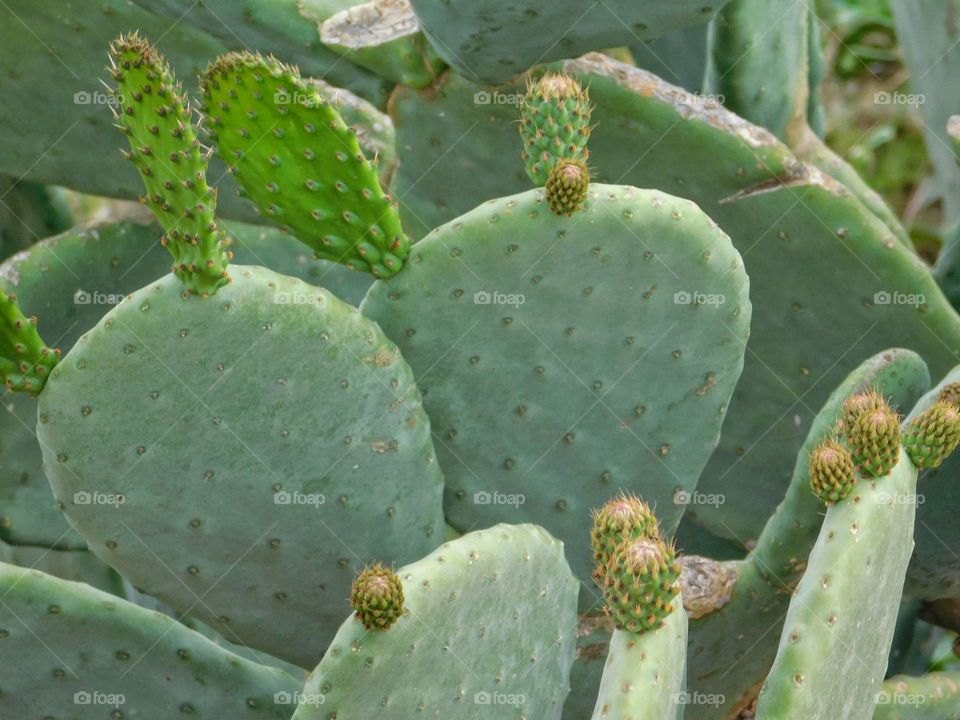 thorny plant