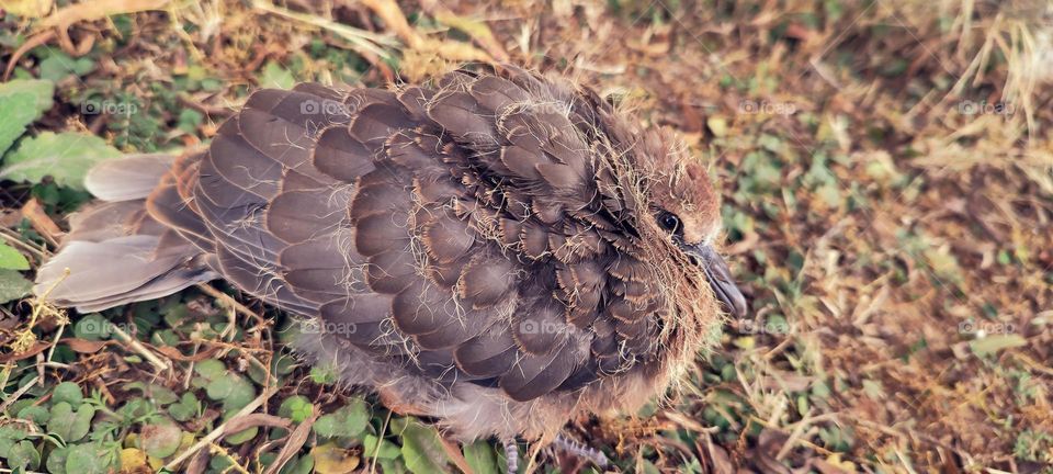 Young dove, on the ground