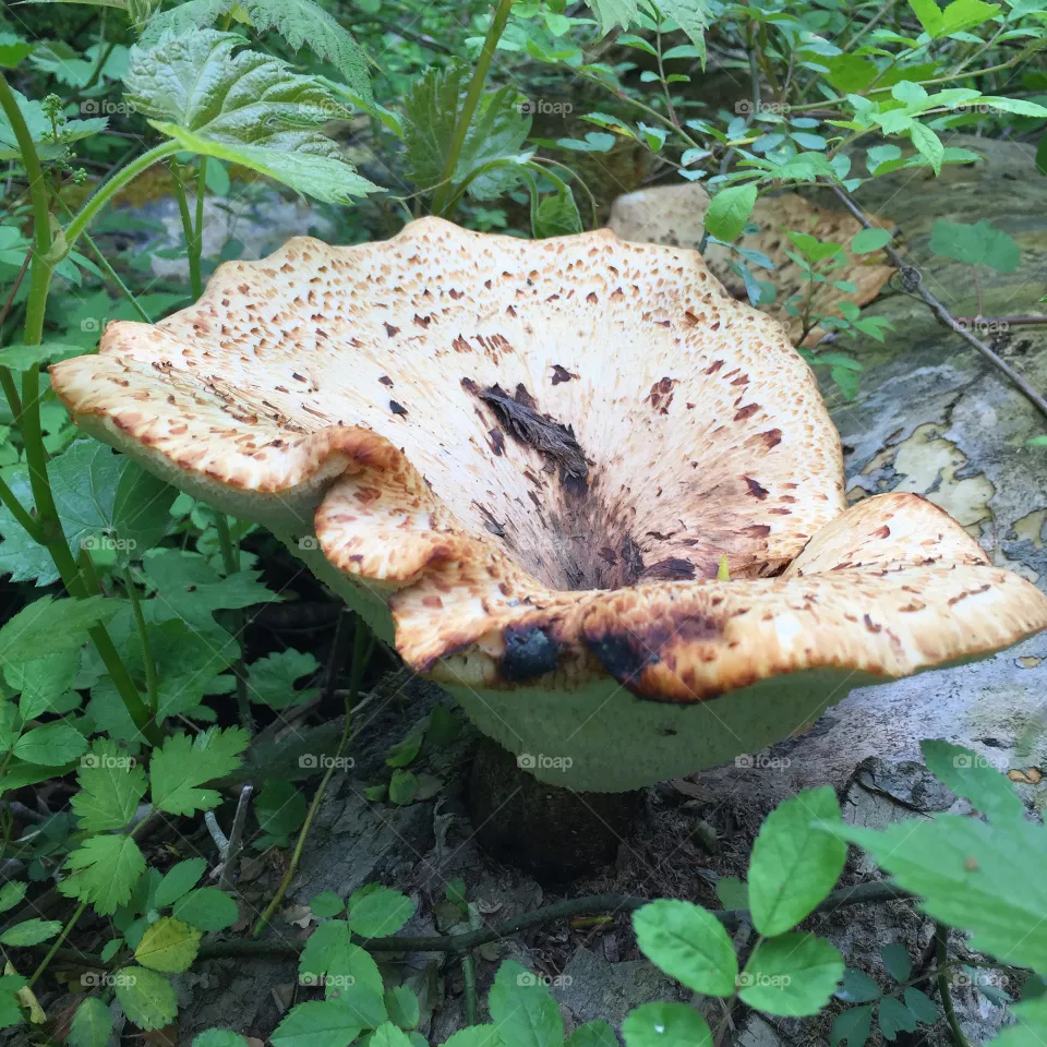 Mushroom