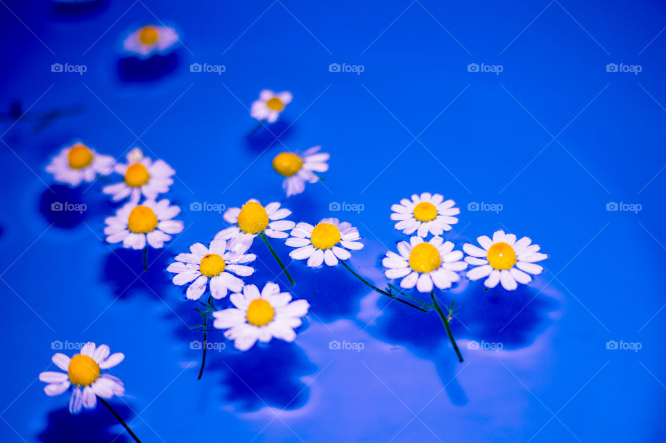 Close-up of small and beautiful daisies in a blue bowl with transparent water and shadow at the bottom of the bowl.