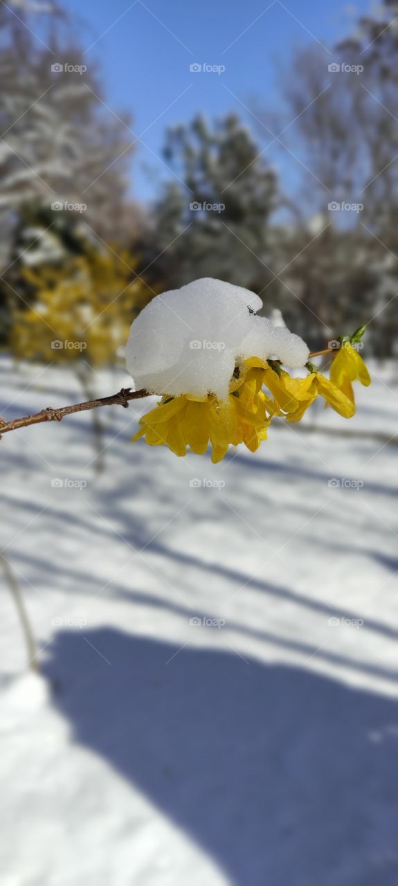 snow on the grass, spring flowers. the park.