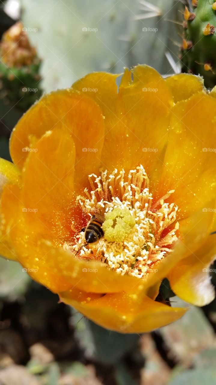 cactus' flower