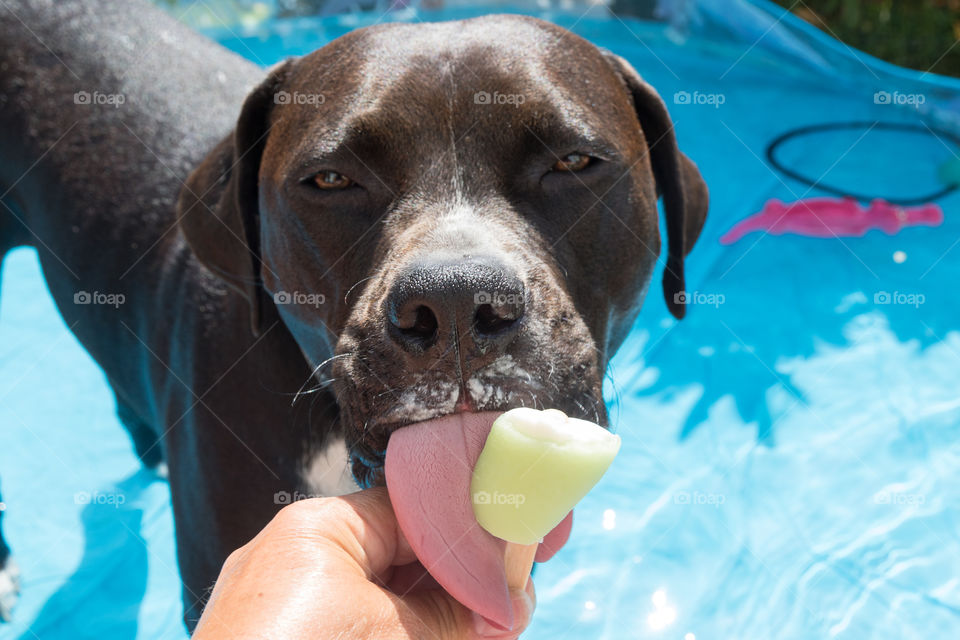 Dog eating an ice cream in the pool on a hot day 