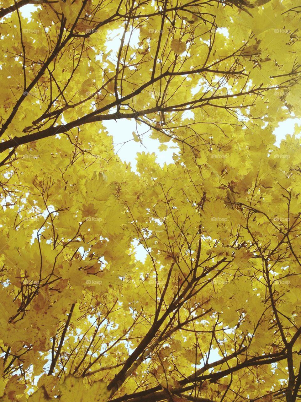 Autumn trees in forest