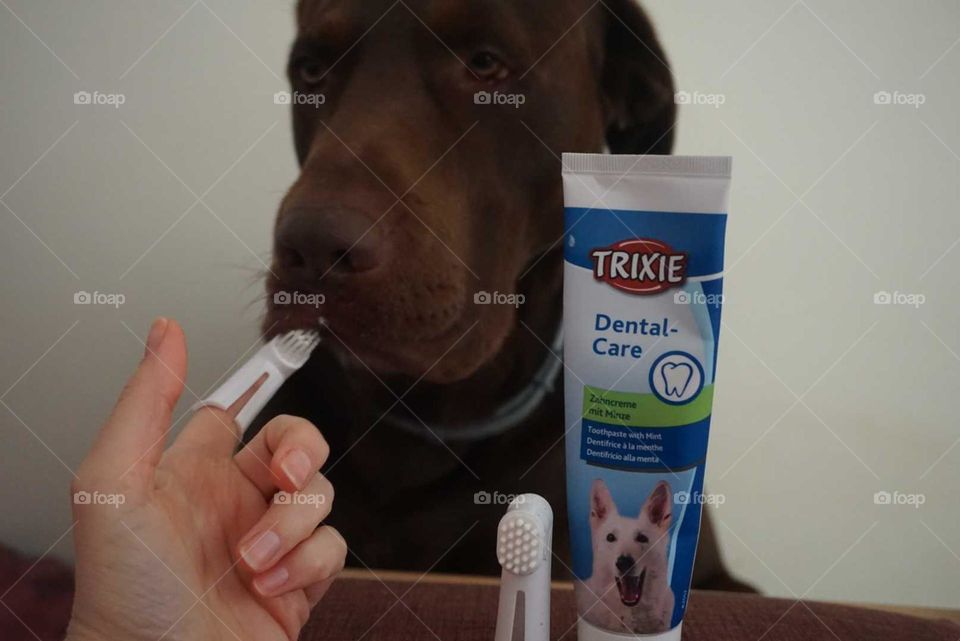 Dog#hygienic#products#teeth