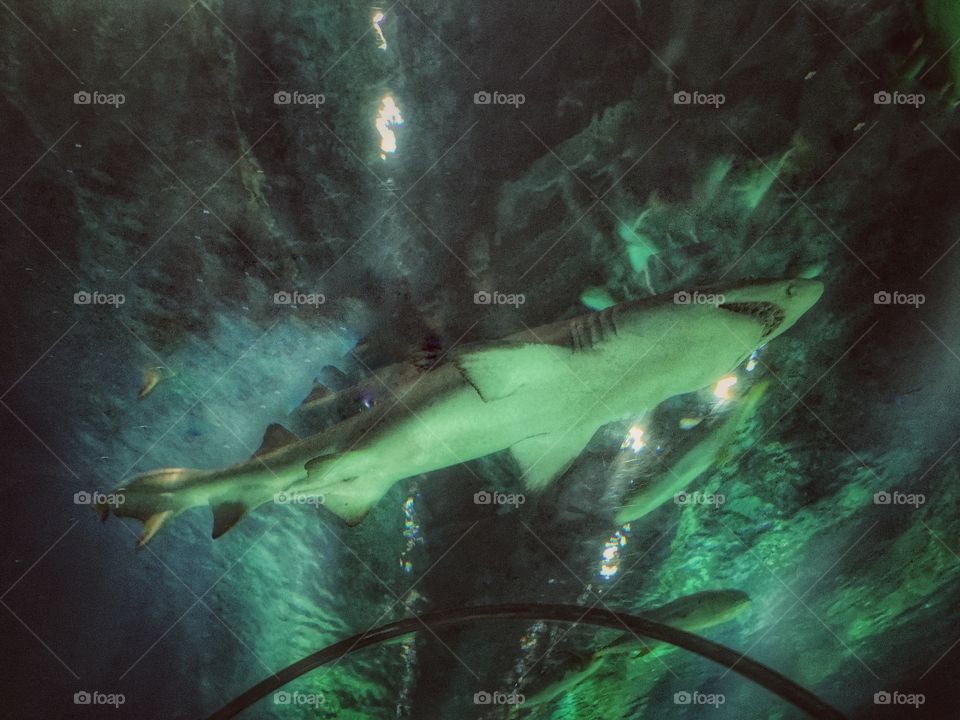 Sharks are an incredible creature