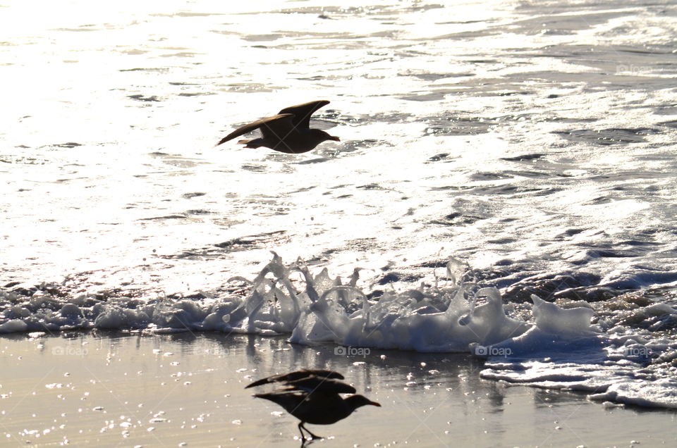 Seagull silhouette