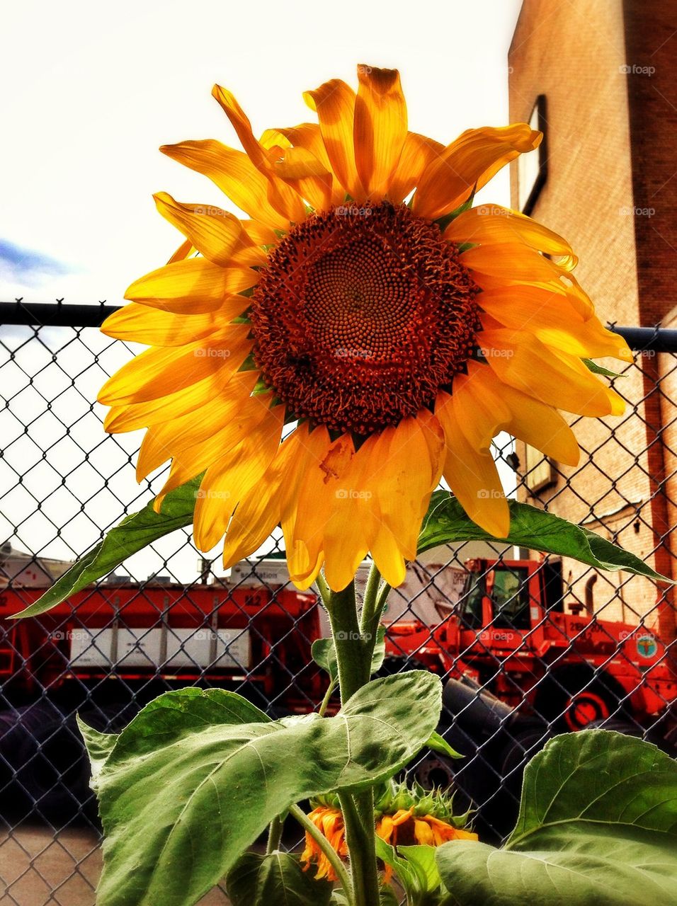 Sunflower at Chelsea Piers