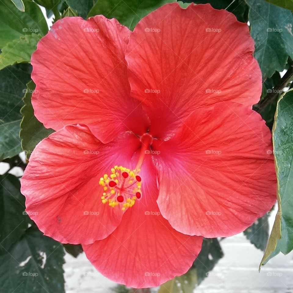 Ester's Hibiscus