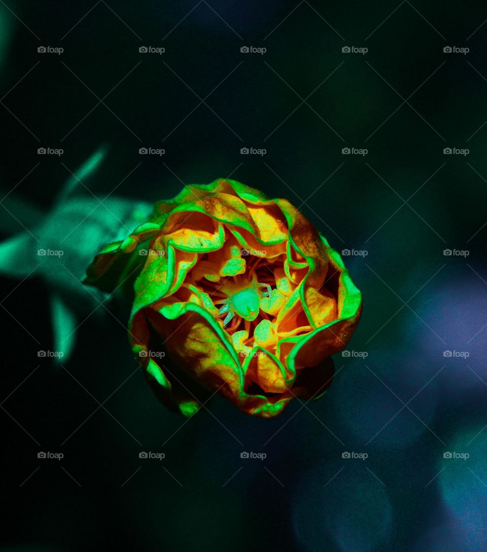 A fine macro of Hibiscus flower