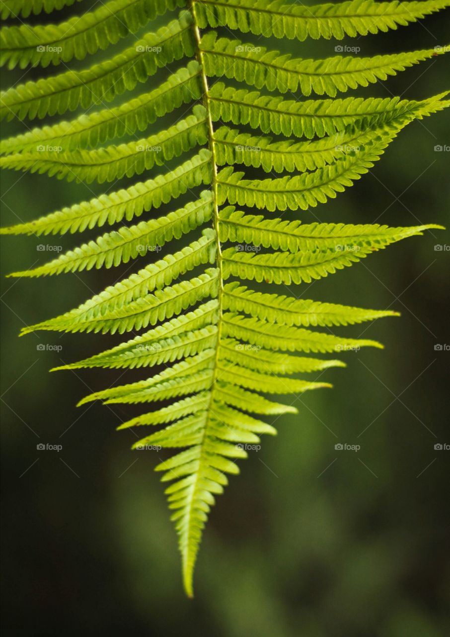 Leaves of fern, sunlight