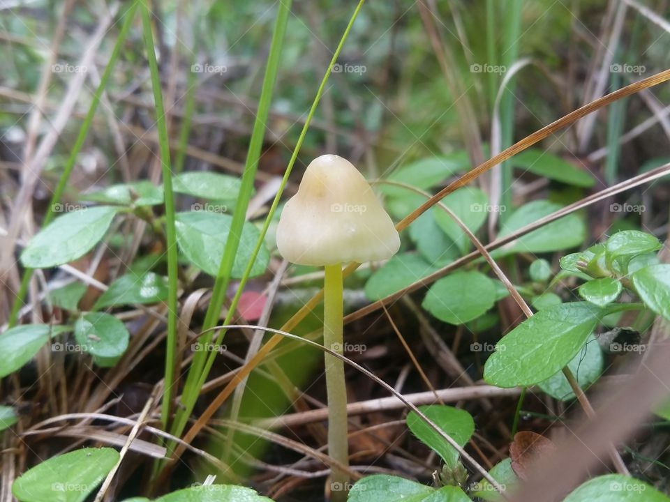 Yellow Mushroom