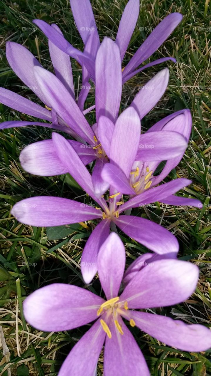 my sping&fall flowers2014