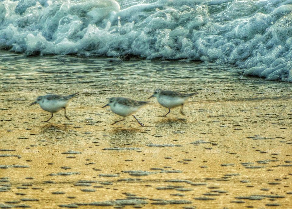 Snowy Plovers On The Beach