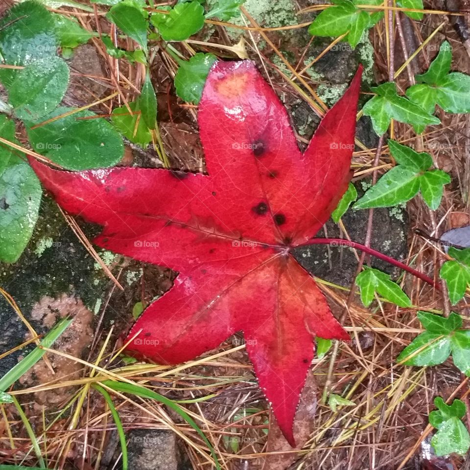 red leaf. it's been raining and cloudy again for days. it was still raining when I got home from work&this beauty caught my eye.