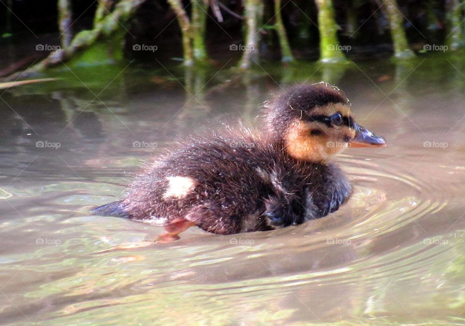 Close-up of a duckling swimming in lake