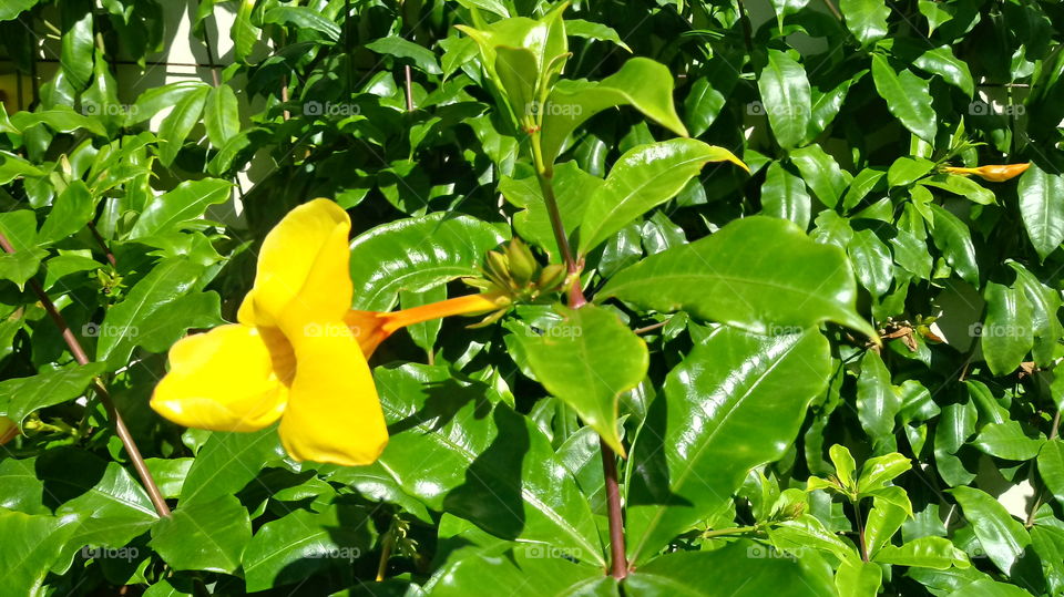 BELO RAMO FLORIDO de ALAMANDA