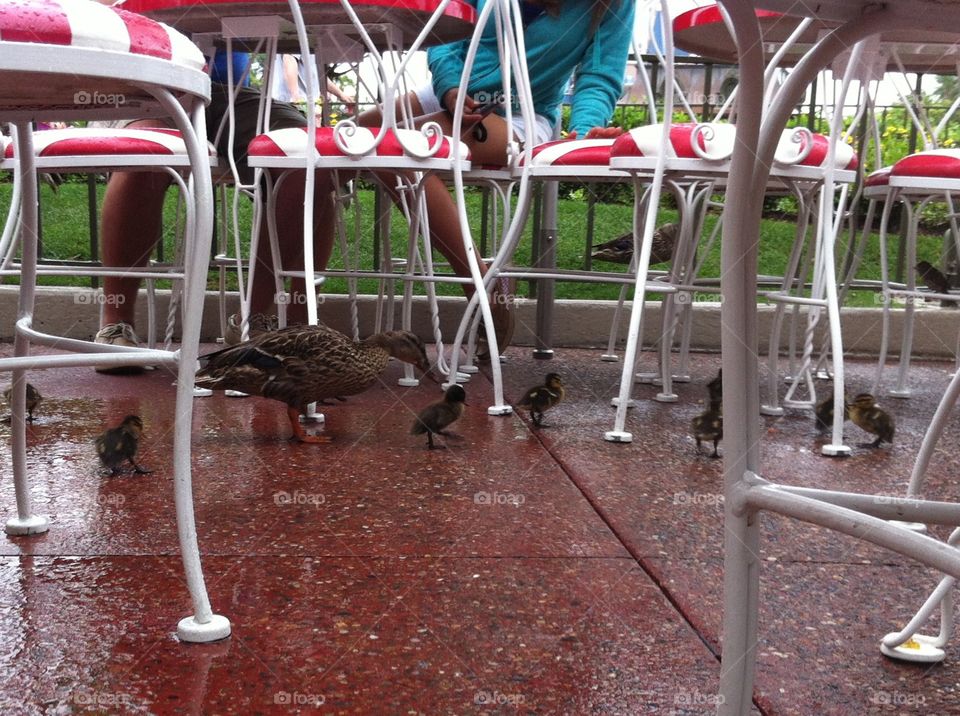 Mommy and Baby Ducks. This cute little family came across an outside dining area in Disney World. Guests were happy to donate food. 