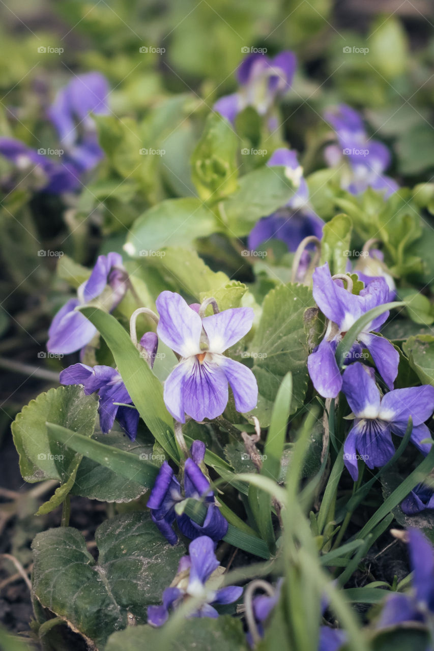 Blooming violets among the grass.