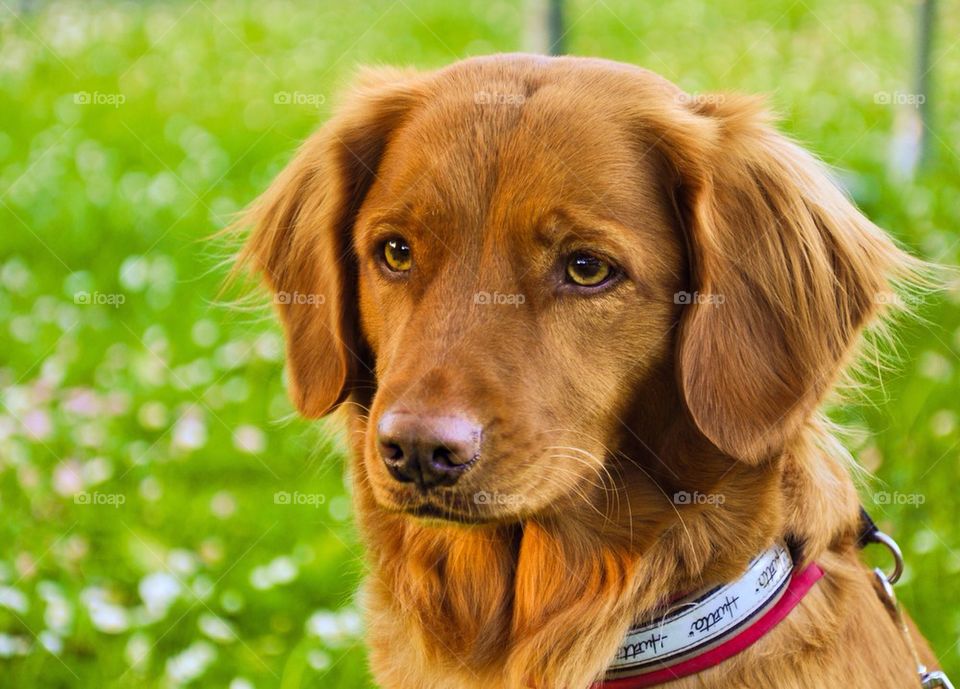 Beautiful toller