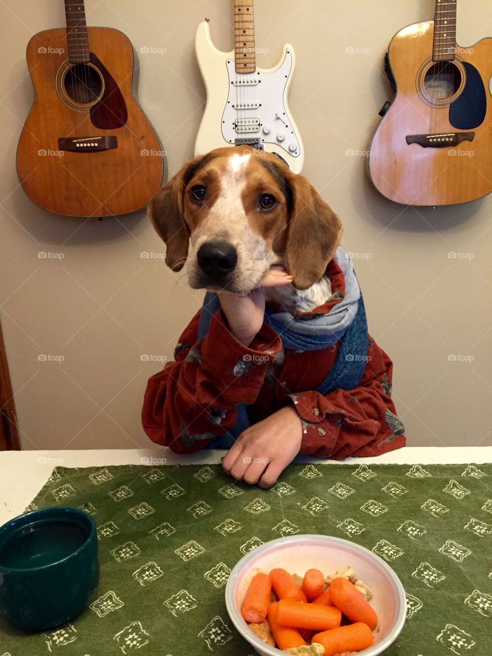 Bigsby the treeing walker coonhound contemplates his tough life as a spoiled dog 