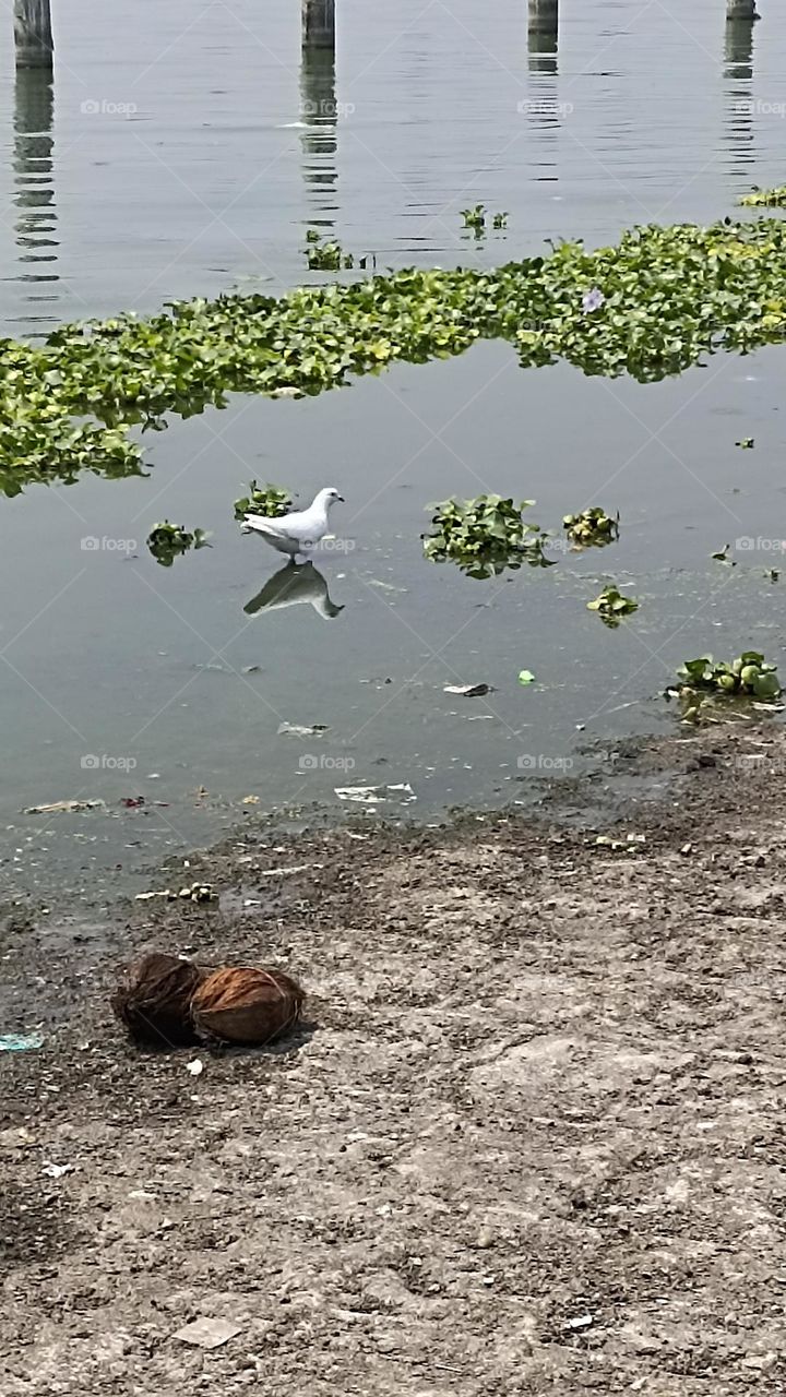 white bird symbol of peace