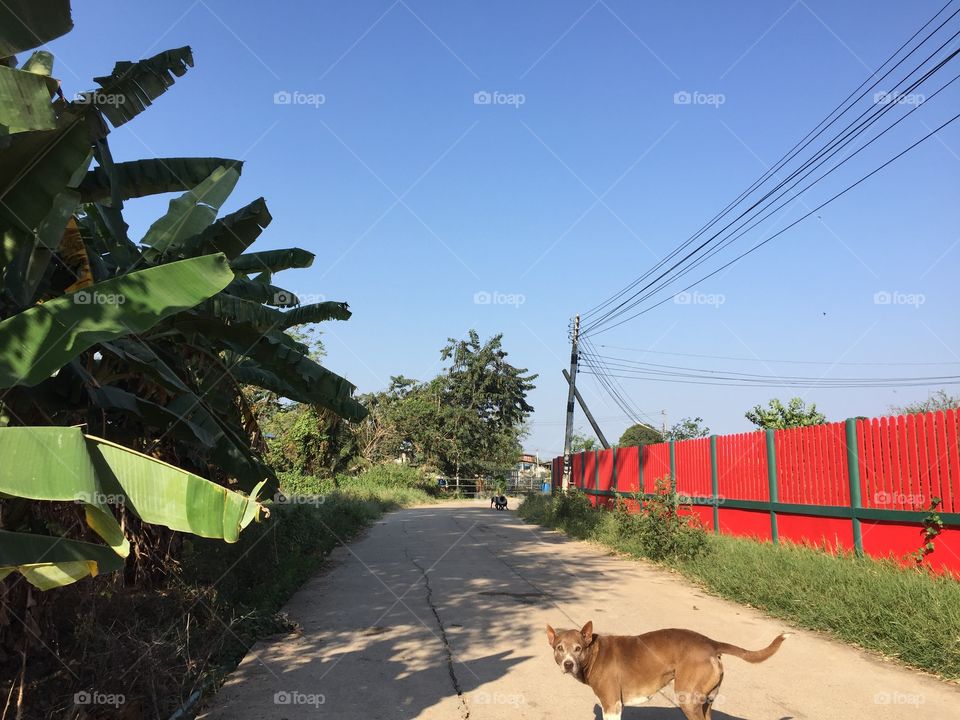 Country’s view and road 