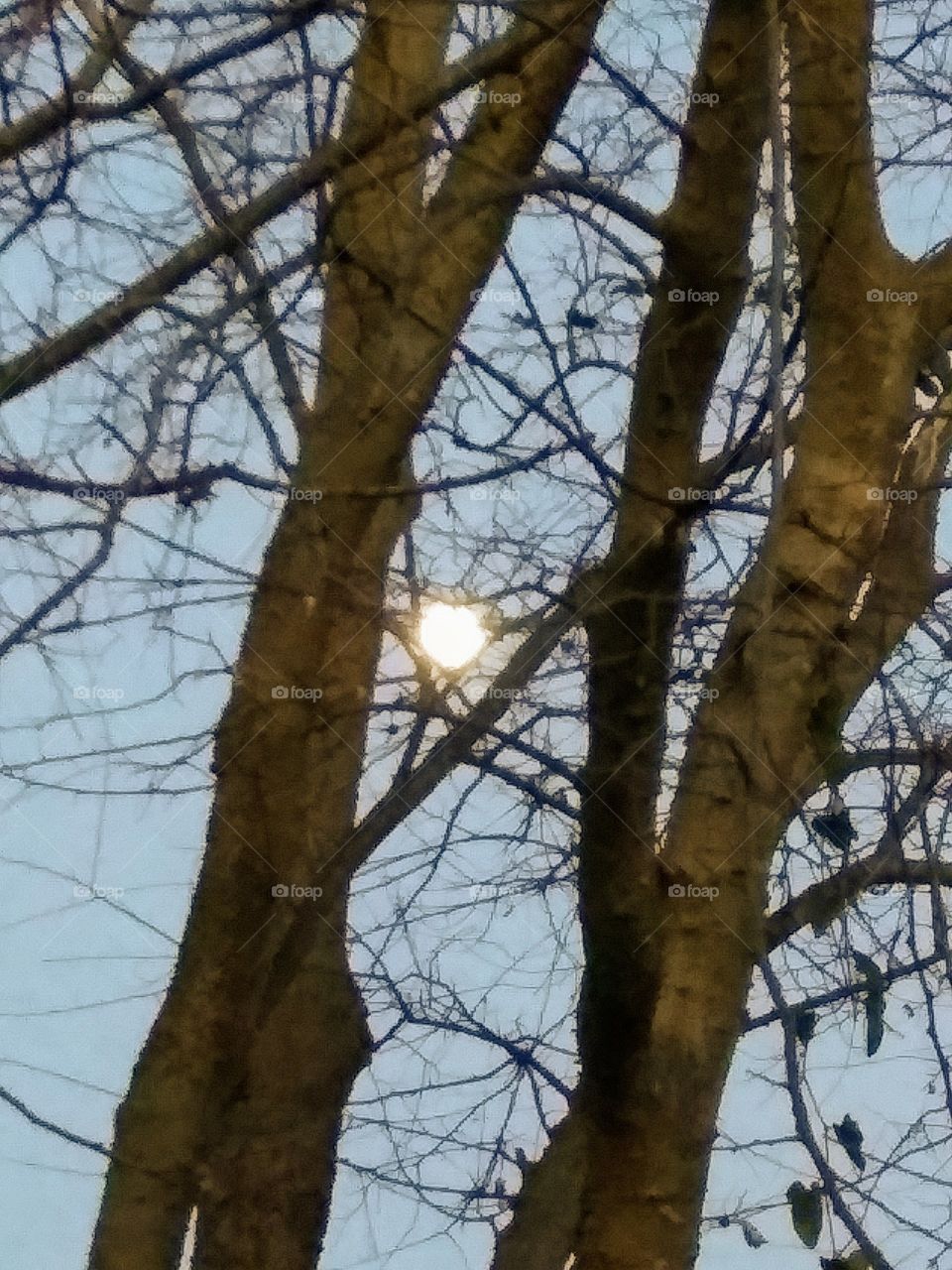 trees framing the moon