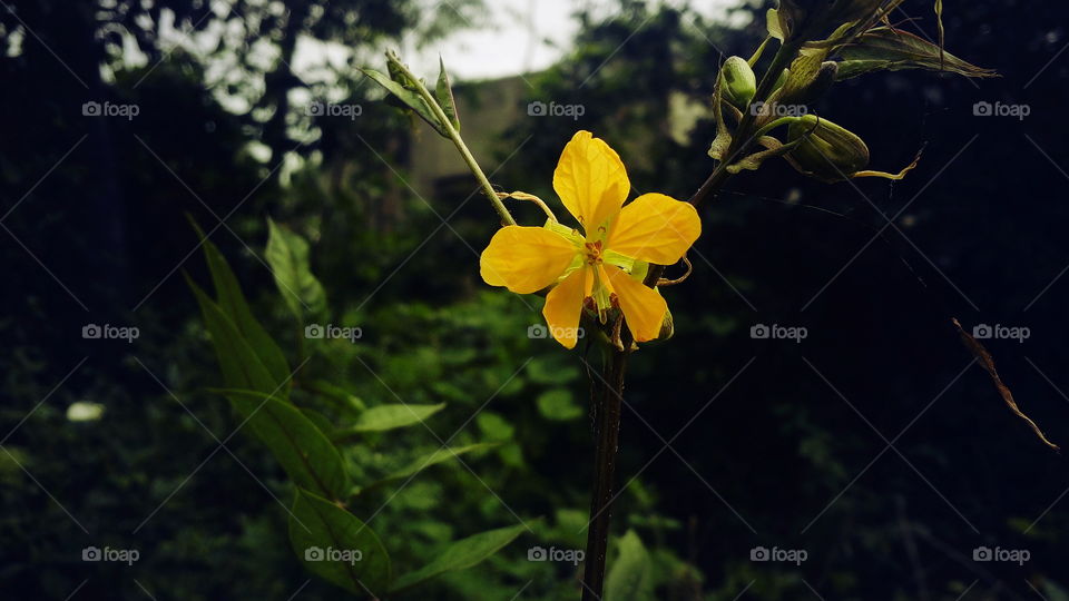 the most beautiful blooming yellow colour flower and pollen in my garden