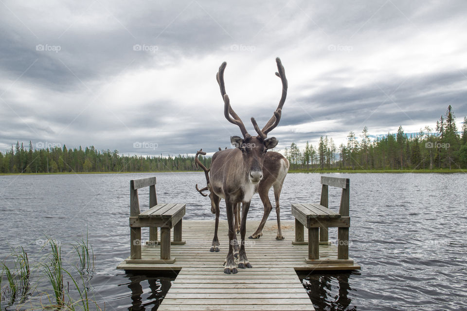 Two deer standing on pier over lake