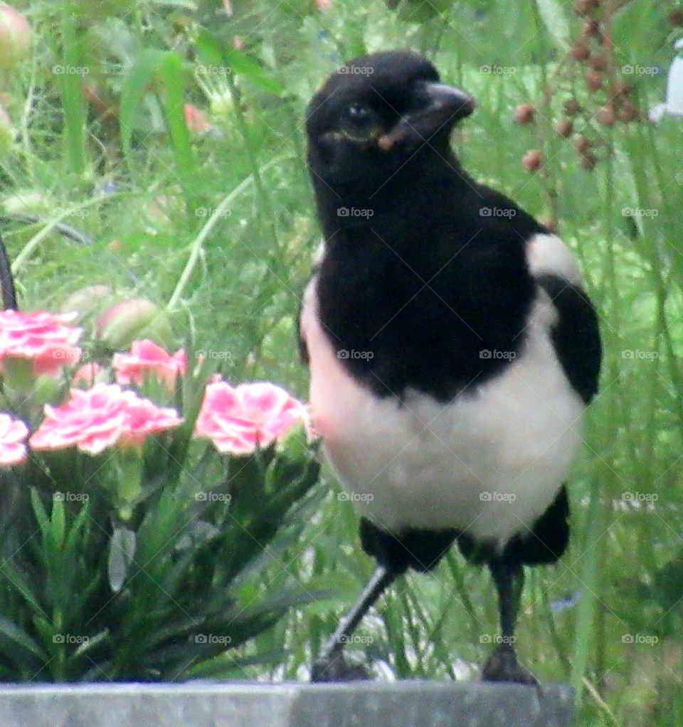 Magpie and to me how he is standing his tail feathers look like he is wearing shorts😂🩳