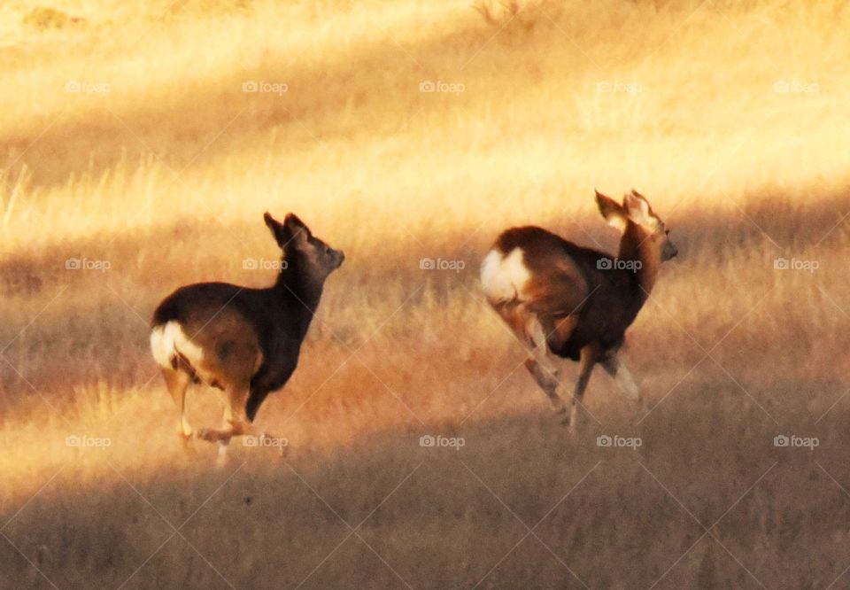 running deer
