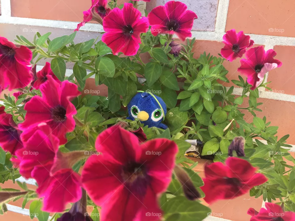Blume 