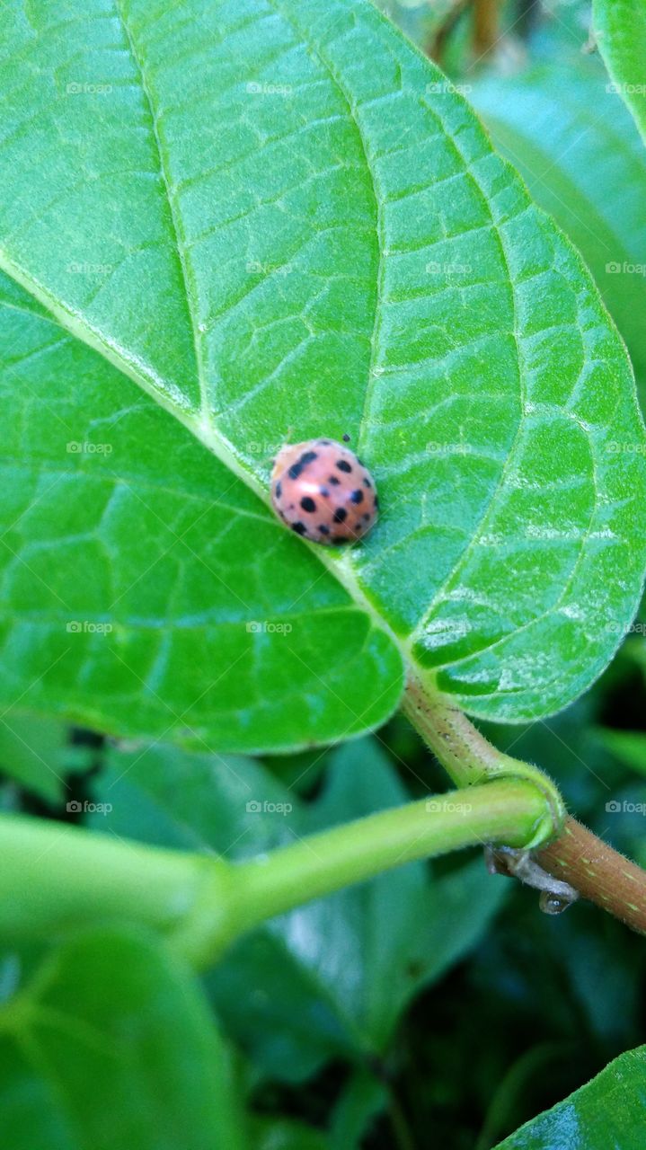 Small beetle on the leaf