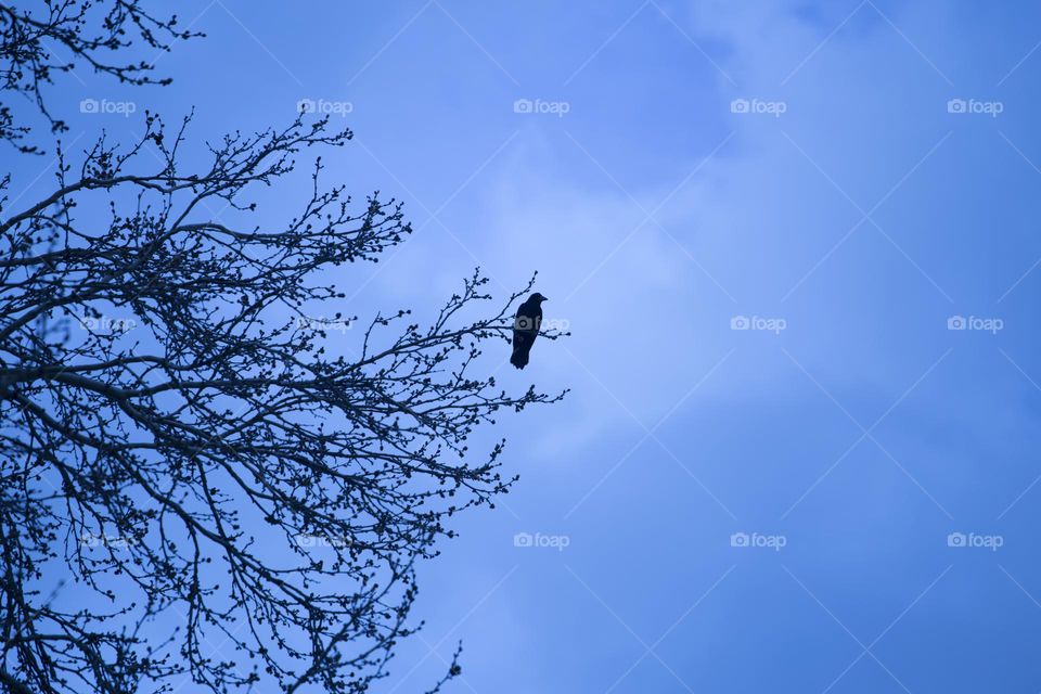 Crow and sky are friend