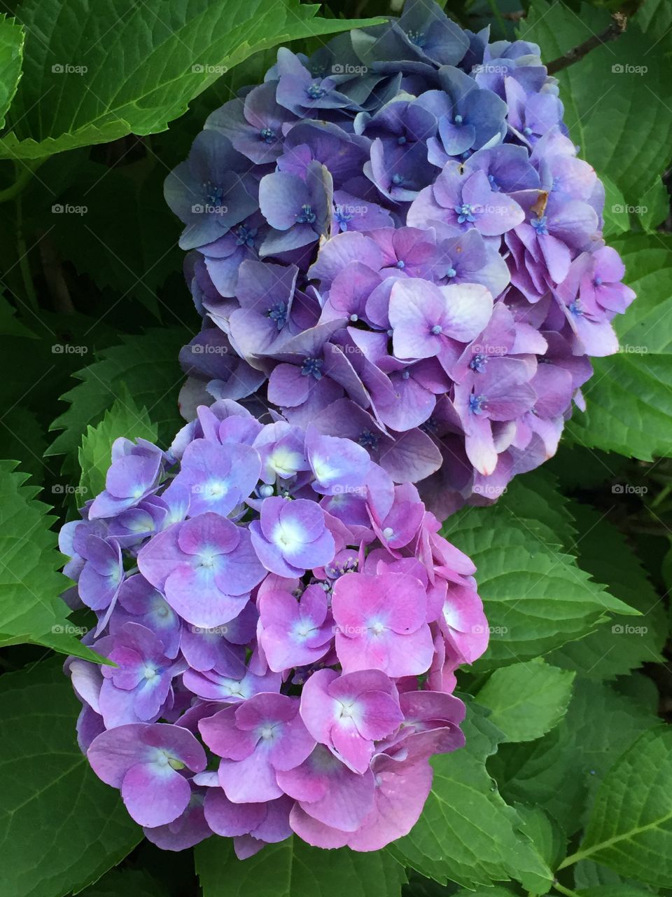 Hydrangea 