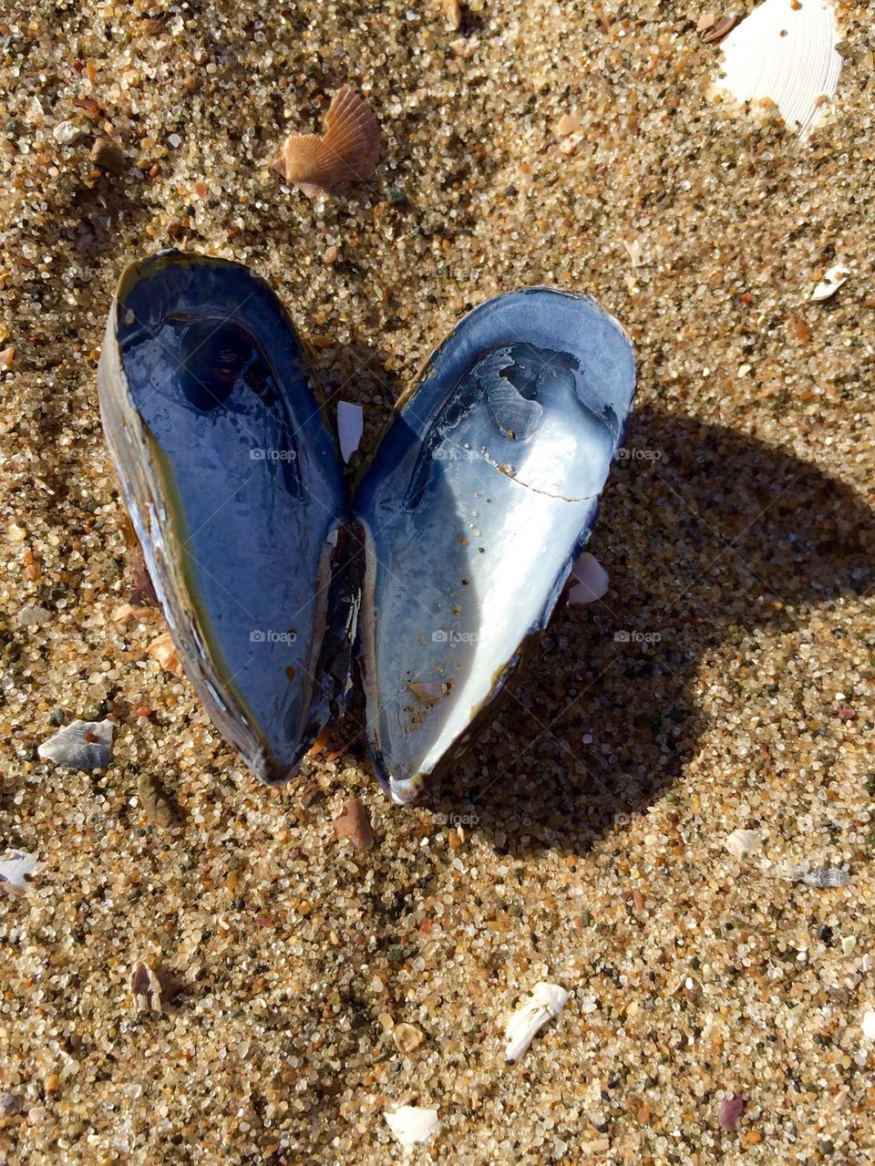 Heart shaped shell 