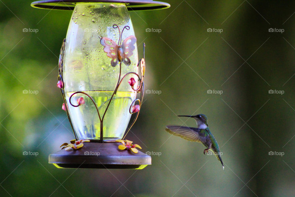 A hummingbird enjoys her visits to feeder to soak up the sugary liquid