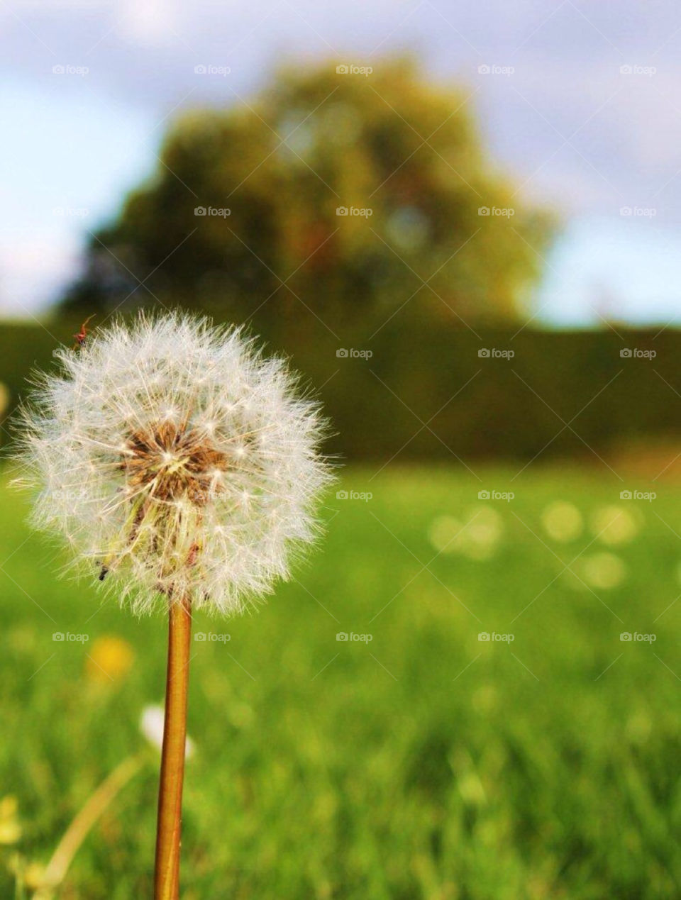 nature dandelion david vs. goliath make a wish by kersti