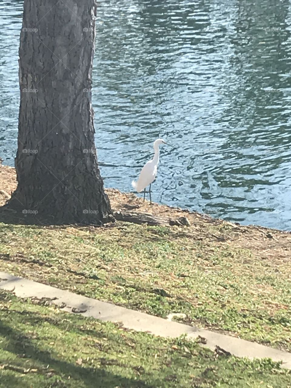 Egret at edge of pond 
