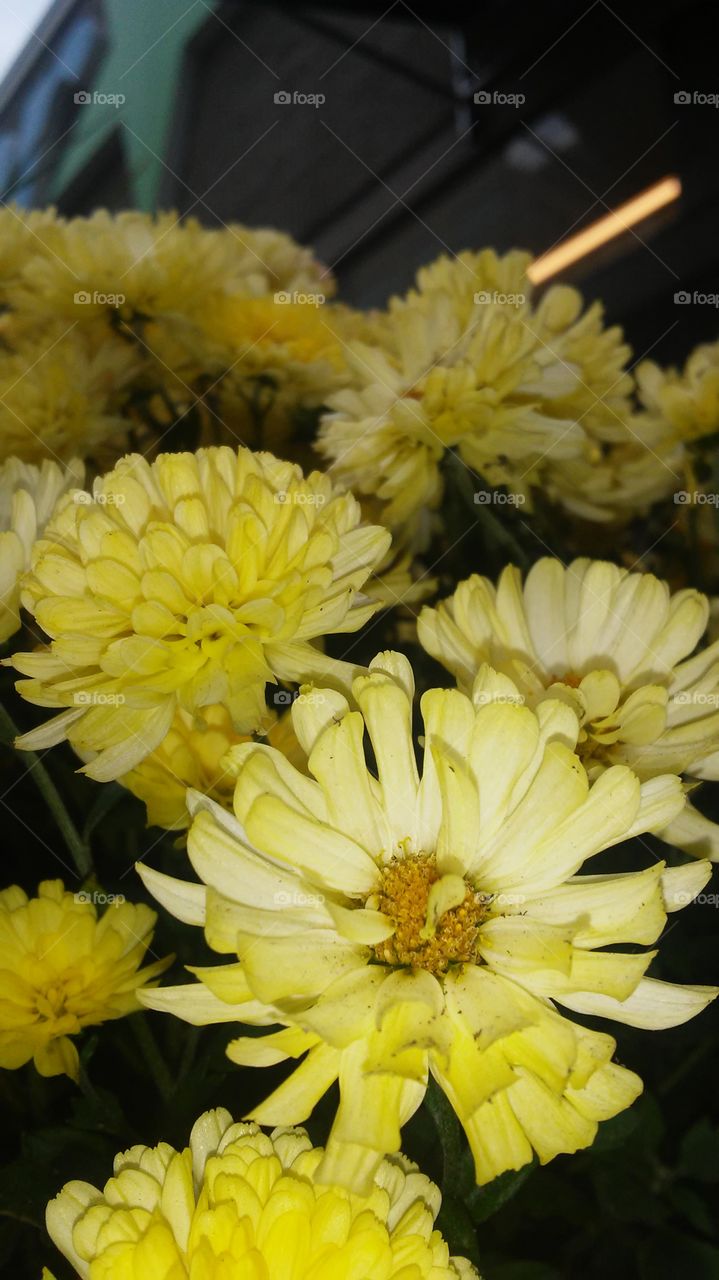 Flower, Nature, Flora, No Person, Summer