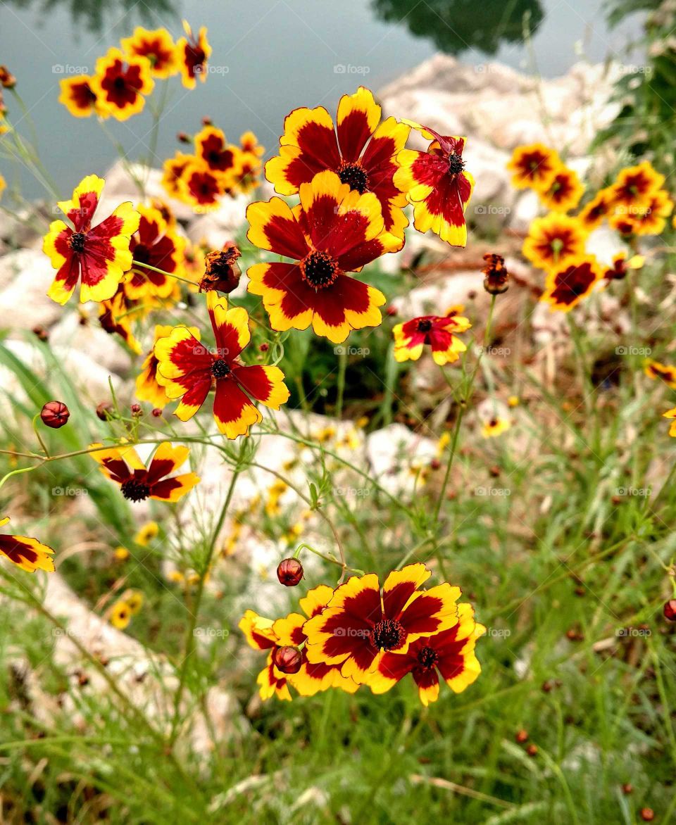 Spring flowers